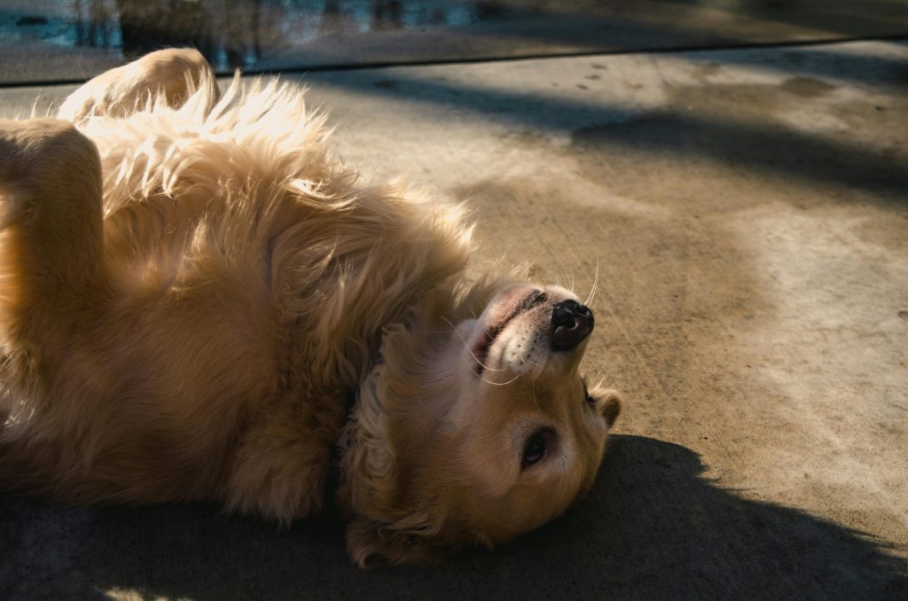 Golden Retriever on back