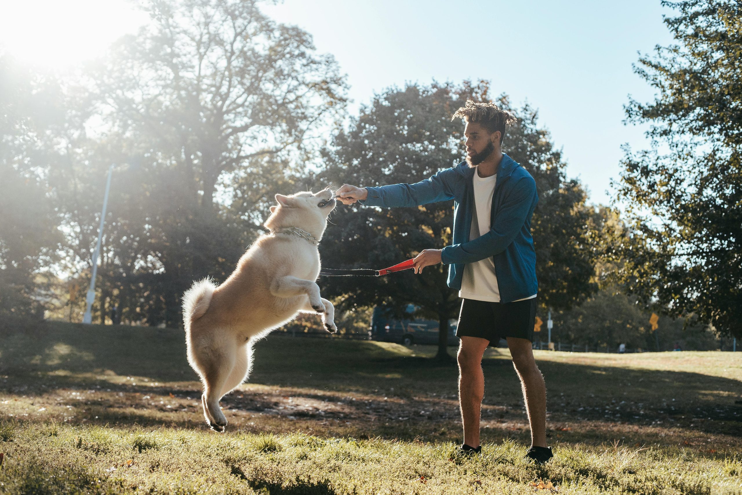 man playing with dog