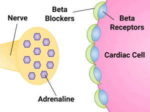 "Mechanism of Action" by Dominic Slausen at Chippewa Valley Technical College is licensed under CC BY 4.0 Image showing mechanism of action with with labels