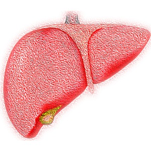 'Liver Hepatic Organ Jaundice Bile Fatty Liver - Liver' by VSRao is licensed under CC0 Illustration of a human liver