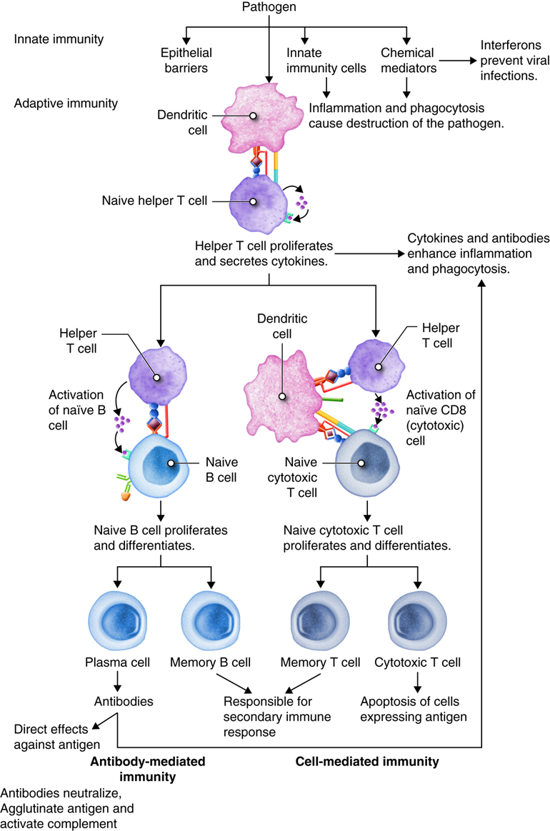 Flowchart diagram illustrating immune system response to pathogens. Shows innate immunity (epithelial barriers, innate immunity cells, chemical mediators) and adaptive immunity pathways. Depicts dendritic cells activating naive helper T cells, which then activate B cells and cytotoxic T cells. B cells differentiate into plasma cells producing antibodies and memory B cells. T cells differentiate into memory T cells and cytotoxic T cells that cause apoptosis of antigen-expressing cells. Diagram shows both antibody-mediated and cell-mediated immunity pathways