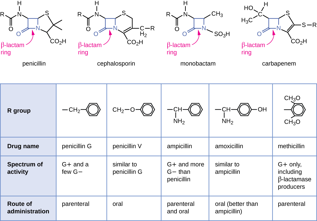 "OSC Microbio 14 02 BetaLactam.jpg" by CNX Openstax is licensed under CC BY 4.0 Access for free at https://openstax.org/books/microbiology/pages/14-3-mechanisms-of-antibacterial-drugs Illustration and table detailing Beta-lactam ring structure